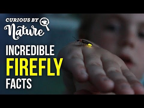 Why Do Fireflies Glow? Fast Firefly Facts