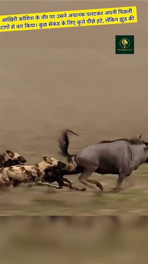 CJ | Animal Facts 🦁 Wildlife on Instagram: "Wildebeest vs African Wild Dogs . . . 🔹 A lone wildebeest runs toward its herd hoping for safety, but a pack of African wild dogs uses smart teamwork to close in. A powerful wildlife moment that shows how strategy matters more than strength in the wild. . . . #shorts #trending #animals #wildebeest #wilddogs #facts #viral #instagood #reelsinstagram #reels #amazingfacts #reelitfeelit #explorepage #wildlifevideos"
