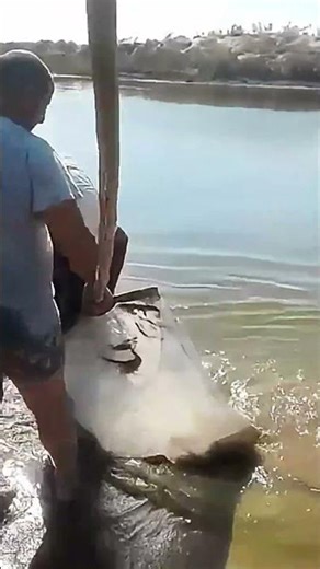 MONSTER Bighead Carp 😱🎣