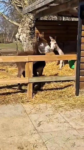 1.4M views · 37K reactions | Funny situations of animals on the farm Part #donkey #goat #horse ... | Babyusa | Facebook
