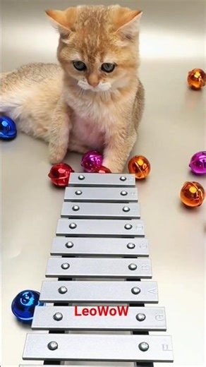 Fluffy Cat Accidentally Makes Perfect Melody on Xylophone #catasmr #satisfying #cozy #cutecat