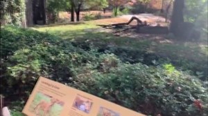 156K views · 1.3K reactions | MUST SEE 女 A video has gone viral of a...