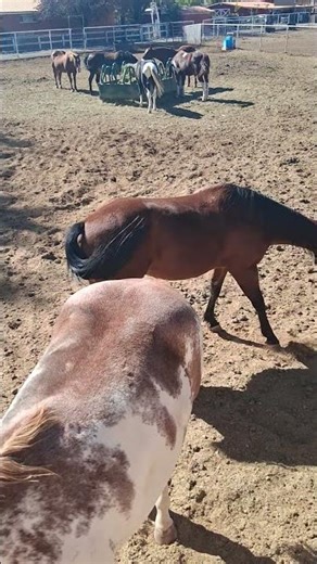 Baby Horses Meet Their Parents and Siblings for the First Time 🐴❤️