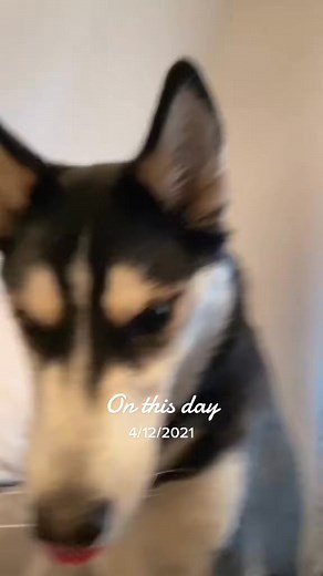 2 years ago, this was one of our biggest virals ever! “What can my husky say？” Was all over the news on TV, etc🥺 Crazy how time flies! [7221208103734267141] #onthisday | Husky Lover
