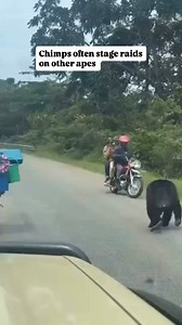 29 reactions | What is Chimpanzee Habituation? This is a process where wild chimpanzees are gradually accustomed to the presence of humans over time, making them more comfortable and approachable. The Chimpanzee Habituation Experience (CHE) allows visitors to participate in the final stages of this process. #fblifestyle #fblifestyle | Jerry Adriko | Facebook