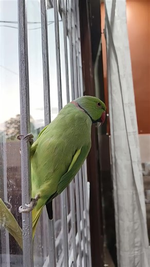 Soo beautiful parids #viral_video #foryou #1M #fyp