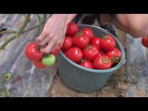 When to Harvest Roma Tomatoes: Tips for Picking at the Perfect Time