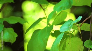 Tilia platyphyllos (largeleaf linden or large-leaved linden or lime) is a species of flowering plant in the family Malvaceae (Tiliaceae). It is deciduous tree, native to much of Europe.