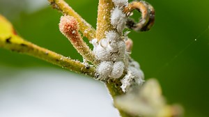 15 Genius Ways To Eliminate Mealybug Eggs In Soil
