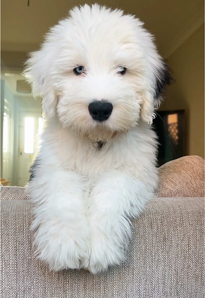 Cuteness Overload: Adorable Old English Sheepdog Puppies
