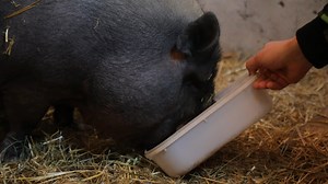 302 reactions · 125 shares | WATCH: Spear-headed by Cherry Insurance, Farm in the Dell is the featured charity partner for Prairie Pride Night, Sat, Jan 18th, Rush vs Mammoth.. ✨ You can support their cause by purchasing the $20 prairie inspired t-shirts at the game or by bidding on the players jersey auction. #OurCommunity #ComeTogether | Saskatchewan Rush | Facebook