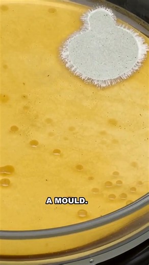 Penicillin Was Found on a Dirty Dish