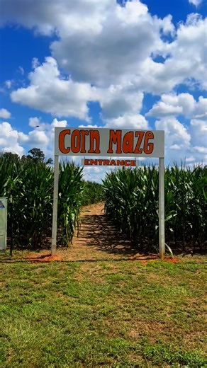 If you missed the fun today, catch us tomorrow! We’ll be open 12pm to 5pm🎃 | Nixon Farm’s Corn Maze