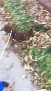 2.1M views · 15K reactions | Watch out for sausage dog attacks!  | VT | Facebook