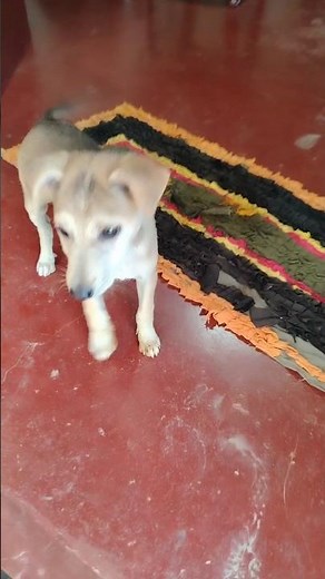 Dog Video for Dogs watch