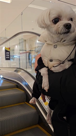 말티즈의 운정스타필드 빌리지 탐방기~ ( 오늘 개탔슈! ㅎ)