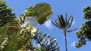 36 reactions | Palm trees and ocean breeze at #mauitropicalplantation  #palmtrees #palmtree #hawaii #plantation #luckywelivehawaii #maui #mauiplantation | Maui Tropical Plantation | Facebook