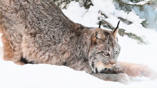 22K views · 717 reactions | Canada lynx are right at home in Maine...