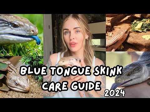 Blue Tongue Skink Care Guide
