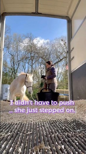 Trailer Loading Without Force? Here’s What Actually Worked… #targettraining #rewardbasedtraining