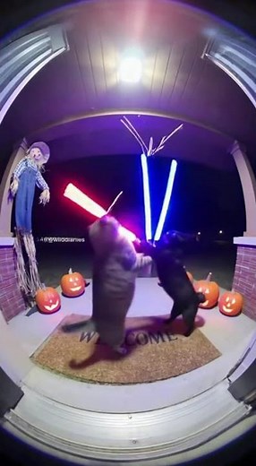 cats in a dramatic lightsaber battle #wildlife #nature #viral