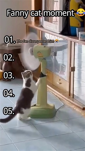 Fanny Cat Moments Compilation ☠️#shorts