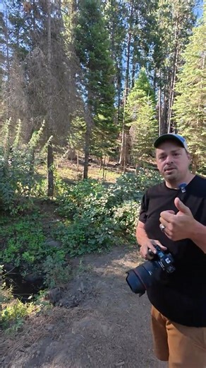 Taking Photos in Sequoia National Forest #sequoia #forest #tree #nature #photography #photo