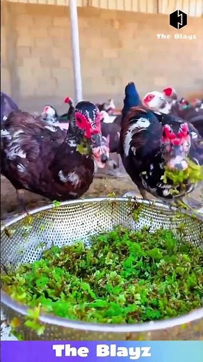 Ducks Go Wild! 🦆 Fish & Veg Feast Madness! #ducksfeeding #viralshorts