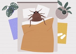 From a musty smell to zigzag bite trails: 6 signs of bed bugs