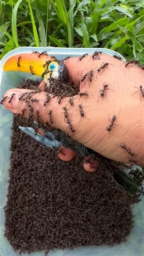 Life or Death Rescue: Toucan🐦Vs🐜Bullet Ants #shorts #rescue