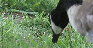Closeup footage of a Canada goose feeding on the green grass in the park during daytime