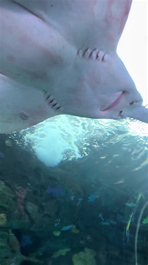 Botox shark — viral 'botox' fish explained