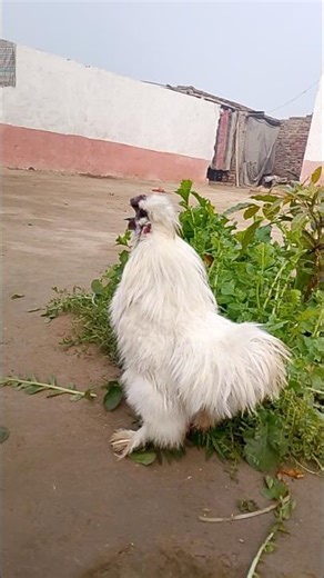 Morning Crow from a Silkie Rooster 🌞🐓 | Sunrise Sounds #shorts