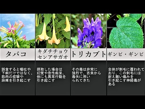 美しい花には毒がある！？危険な植物20選
