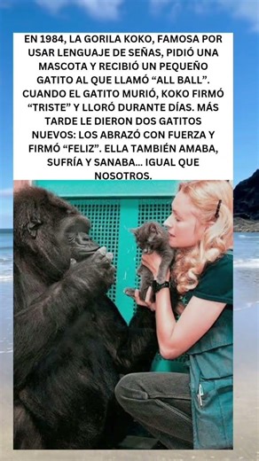 Koko la gorila: una historia real de amor, pérdida y esperanza 🐾💔✨