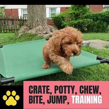 Trained labradoodle puppy for sale