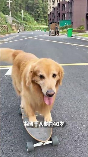 Calculate Your Dog's Human Age: The Ultimate Dog Years Guide