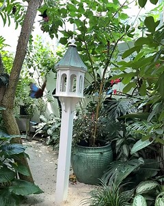Slow motion Saturday! | The Key West Butterfly & Nature Conservatory