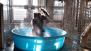 Water splashing dancing gorilla enjoying the pool