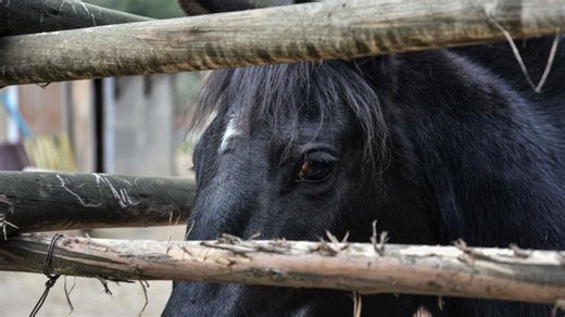 SAG en alerta por brote de anemia infecciosa equina: 11 casos en lo que va de 2025