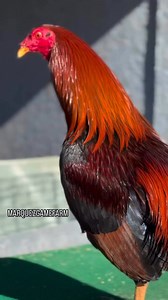 Asil cross | Marquez GF