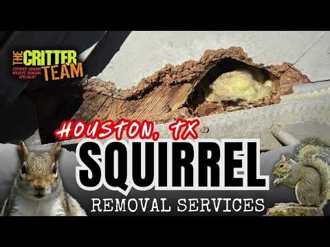 Houston, TX Squirrel Removal (281) 667 0171 - The Critter Team