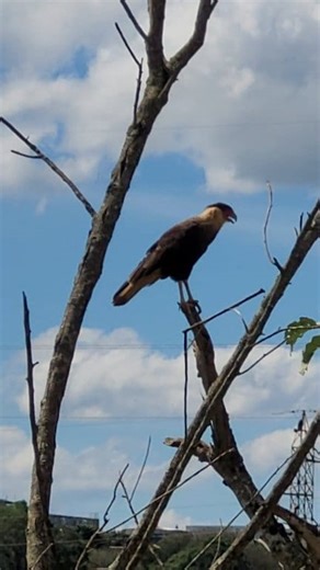 Show das aves natureza linda. #aves #natureza #itajuba | Ricardo Cortez