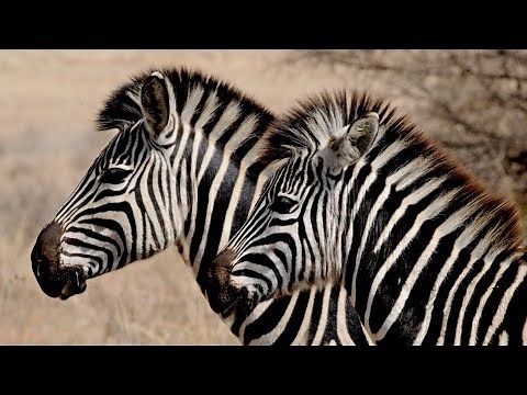 Totems in African Spirituality