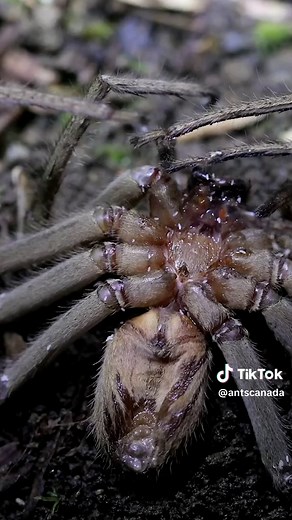 Resurrected: Huntsman Spider's Incredible Comeback!