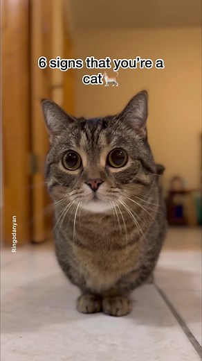 Fun Cat Facts Compilation | Part 3