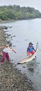 fishing strike zone #shark #viralvideo #viral