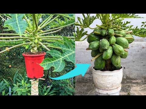 I Cut Down My Papaya Tree… 2 Months Later It Was Full of Fruits!