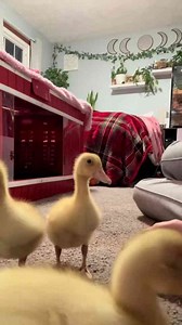 Cute baby animals at the zoo