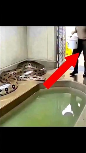 She Didn’t Expect This Python Attack 😱#viral #shorts #filefacty #viralvideos #trending #shortsviral